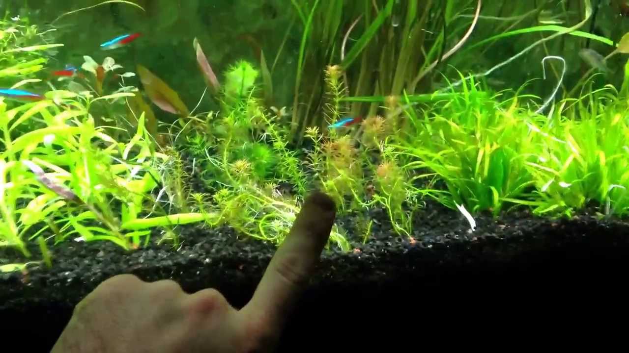 dwarf shrimp compatibility chart What happened to all the plants!!