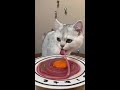 Adding cats to everything makes it so cute
