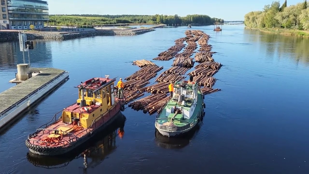 2024-09-16 Axel puunuitossa Pielisjoella, Joensuu