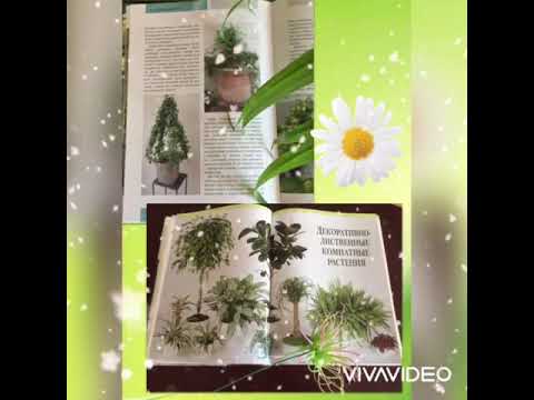 Все о комнатных растениях: обзор книг