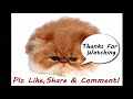 Funny Cat Fails Try not to Laugh, compilation