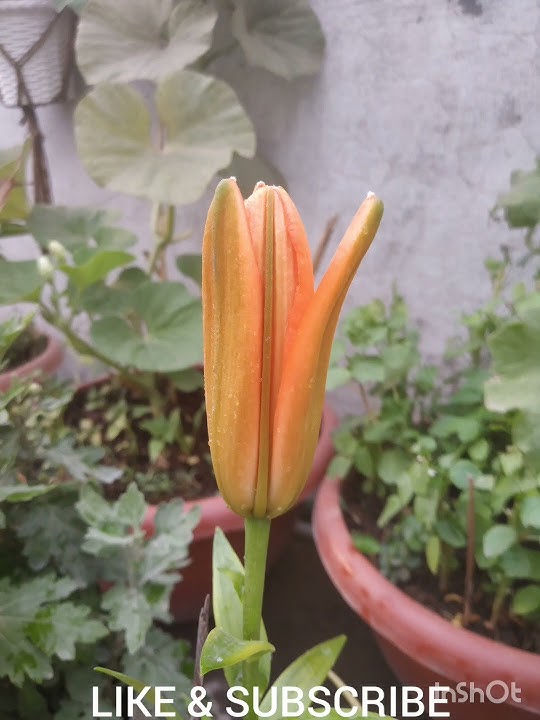 Growing Stages Of Asiatic Lily