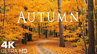 4K Beautiful Relaxing Music 🍁 Enchanting Autumn Nature Scenes with Forest Sounds & Peaceful Music