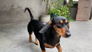 Jugni ke sath funn | animals lover | new video #animals #dog #dogii