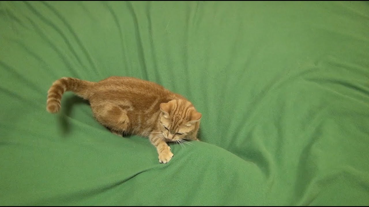 cute cats for sale 毛布に隠れる猫、はしゃいで追う猫 Cat hiding under the blanket, Cats frolicked in chase