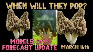 🔥Morel Mushrooms Popping 2023🔥Weather Forecast March 16th, #morelmushroomhunting