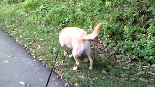 Crazy Yellow Lab playing with a stick - 3 of 3