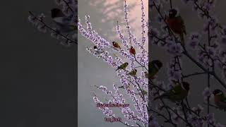 نا پسند یدہ  ترین اعمال   سمعها