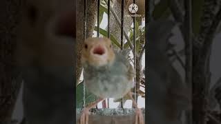 Download Lagu Pancingan Prenjak Betina Gacor #Shorts MP3