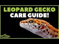 Leopard Gecko Care Guide - How To Take Care Of A Leopard Gecko