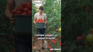 Los productos del campo y su valor🪙👨🏽‍🌾 #farmer #agro #products #youtube #shorts #video #world #tips