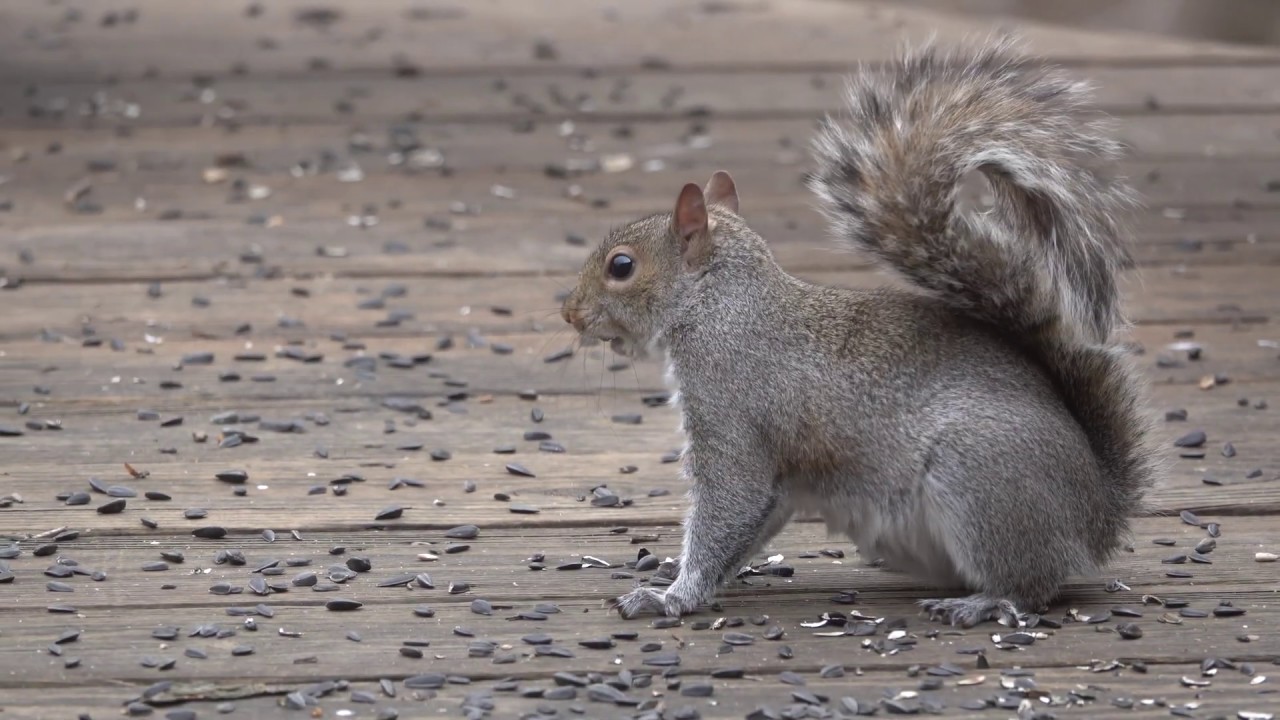 Squirrel On Deck 4k