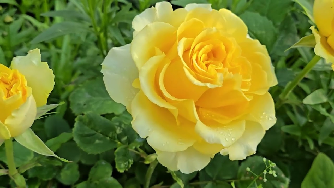 Ёкосо (ようこそ)  Тайна японской розы... 🎌🎌🎌