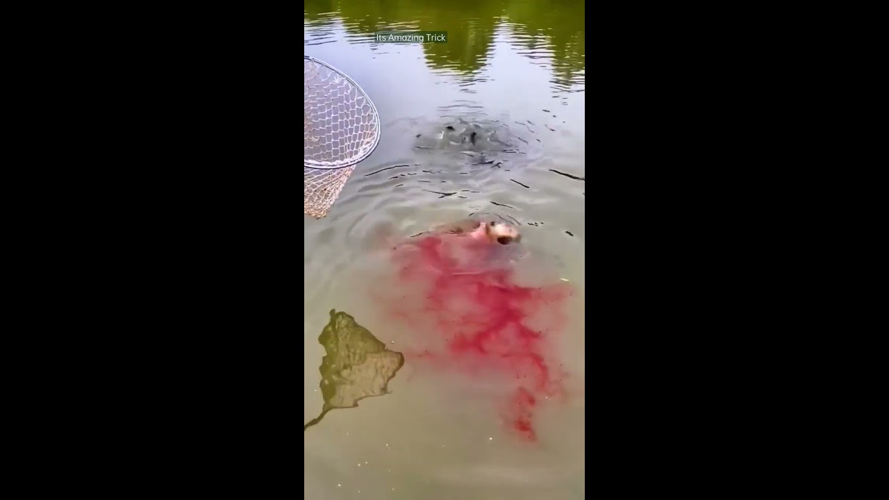 how to catch fish by syrup? amazing fish hunting method #shorts #fishing #viralshorts