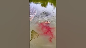 Thumbnail of how to catch fish by syrup? amazing fish hunting method #shorts #fishing #viralshorts