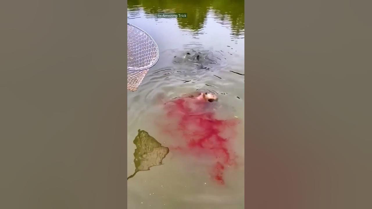 how to catch fish by syrup? amazing fish hunting method #shorts #fishing #viralshorts