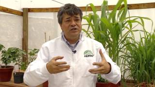 Efecto de las micorrizas en las plantas | La Finca de Hoy