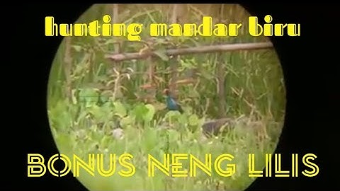 BERUBURU BELIBIS BATU//MANDAR BIRU//di buang sayang