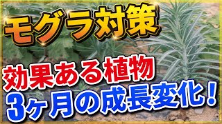 【検証】モグラ・ネズミ対策に効果がある植物とは？育ててみた！【家庭菜園】ホルトソウ