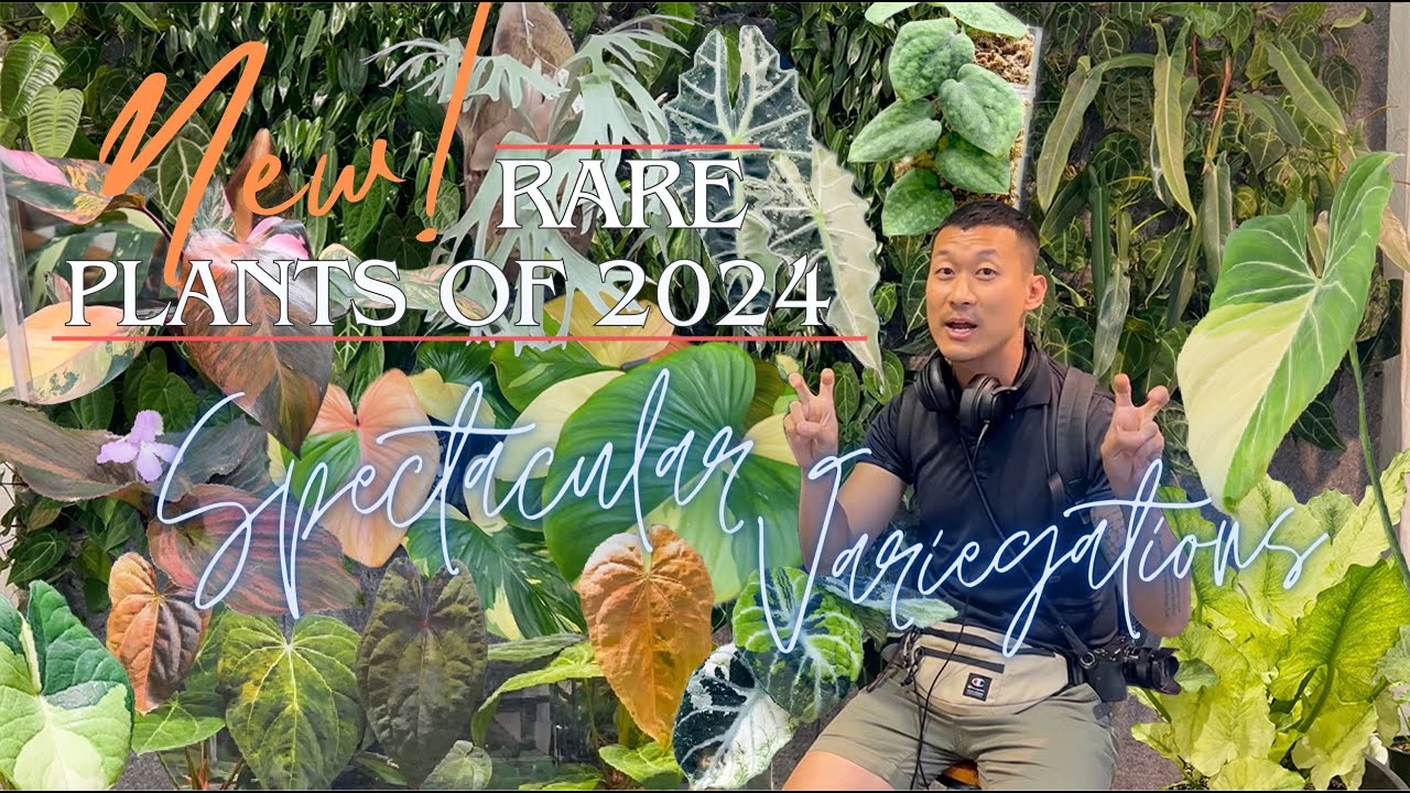 NEW! Trending SHOCKING Variegated Aroids and Rare Plants - Bangkok International Exotic Trade Show