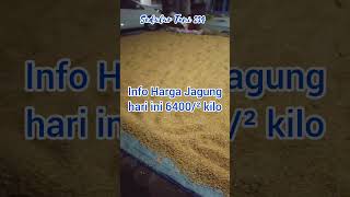 Info Harga Jagung Pipil Basah Tanggal 3 April 2024