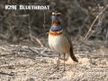 Bird Calls | Songs | Cries | Sounds of Britain & Europe