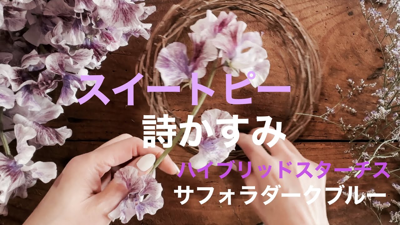 スイートピーたっぷり25本！【乾いた姿もお見せします】生のまま入れて