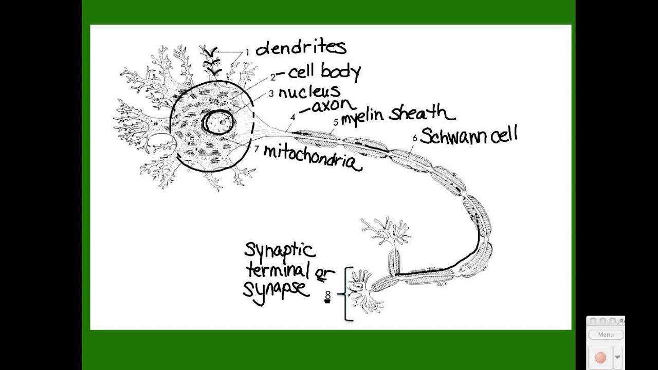 Video 2 - Nervous System - Neurons - YouTube