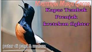 Masteran Kapas Tembak, Prenjak Gacor, Isian Murai, Kretekan Murai Fighter full variasi.