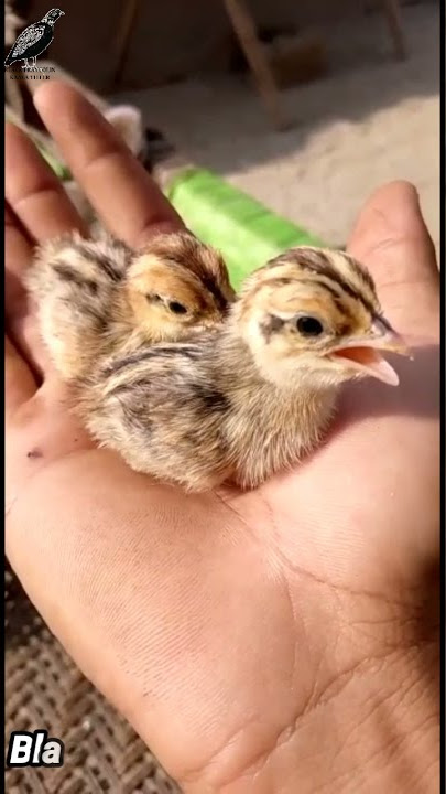 Black francolin chick voice kala teetar ke bacho ki awazin new video