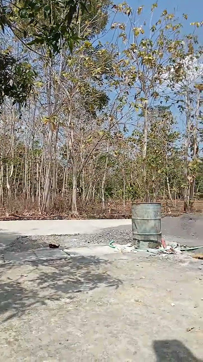 Suara burung di jati-jati Gunungkidul