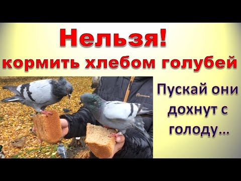 Нельзя корми хлебом голубей. Пускай они дохнут с голоду?