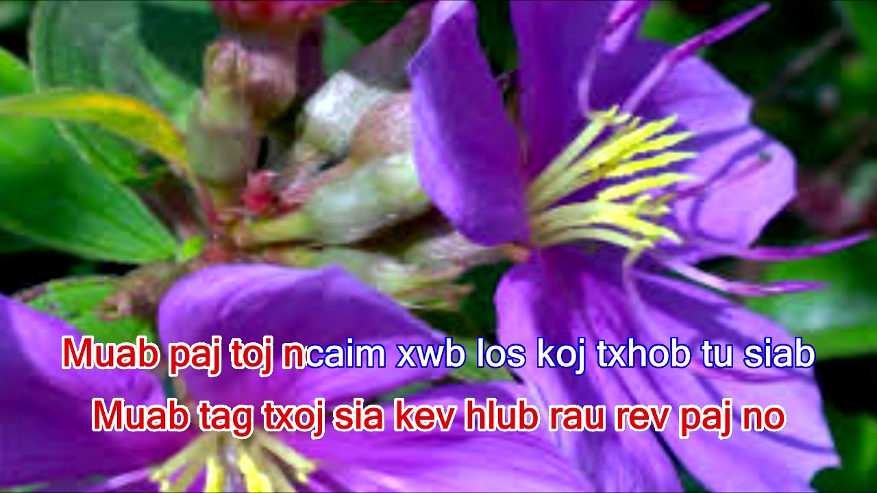 Rev paj toj ncaim instrumental karaoke