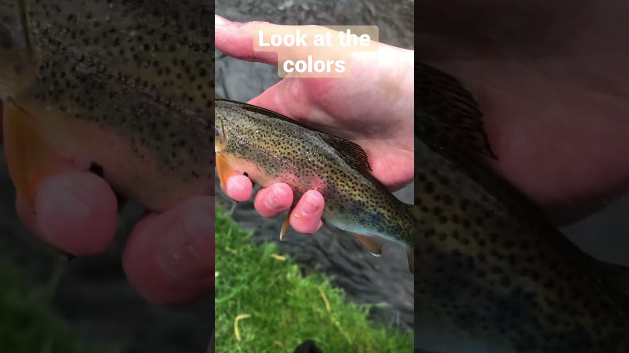 Beautiful Wild Rainbow Trout from a FAMOUS Limestone Spring Creek