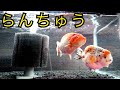 水槽立ち上げ！らんちゅうとか言う可愛すぎる生き物を飼う