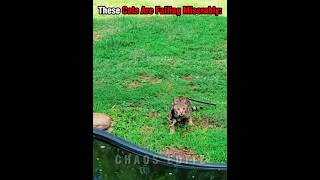 These Cats Failed Badly😹 #crazycats #catfails #petvideos