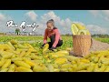Harvesting melon salak coconuts goes to the market sell  emma daily life
