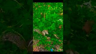 Chipmunk N Long peanut!😁🐿️#shortsviral