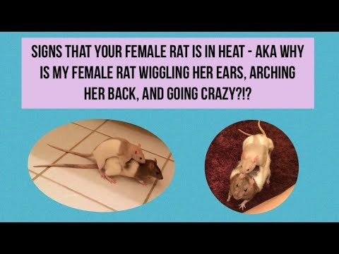 Signs that your Female Rat is in Heat - AKA, What&rsquo;s with the Vibrating Ears and Arched Back?