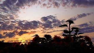 SUNFLOWER FIELD BEAUTIFUL | STOCK FOOTAGE | NO COPYRIGHT