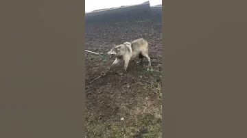 Catching A Predatory Wolf In The Trap وقوع ذئب مفترس في المصيدة 
