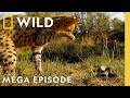 Bone Crushing Battles Nature S Ultimate Attacks Animal Fight Night MEGA EPISODE Nat Geo Animals