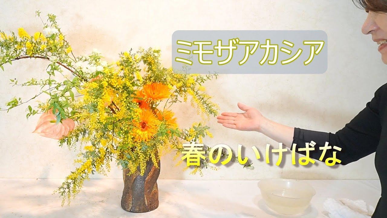 春のお花 ミモザアカシア オレンジのガーベラといける Spring Flower Youtube