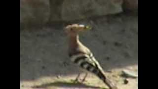 Hud Hud Sulaiman ( A Wonderful/Elegant Bird)