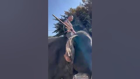 Rước dâu đám cưới bằng voi ( huyện Lăk)