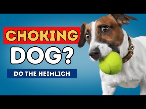 Video: Setiap Pemilik Anjing Perlu Mengetahui Manuver Heimlich Doggy