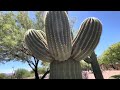 Saguaro of the day im sure whatever you have to say  can wait until youre smarter 