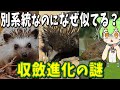 生物の収斂進化の謎！「全ての生物はやがて蟹になる」奇妙な進化論【ずんだもん解説】
