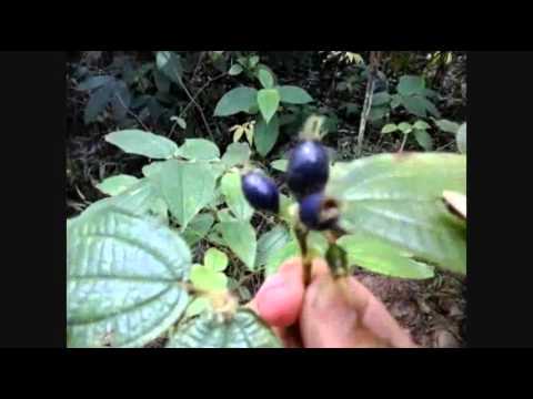 ini dia blueberry asal hutan indonesia