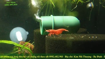 Tép Firered ôm trứng  - Axo Aqua